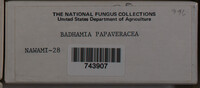 Badhamia papaveracea image